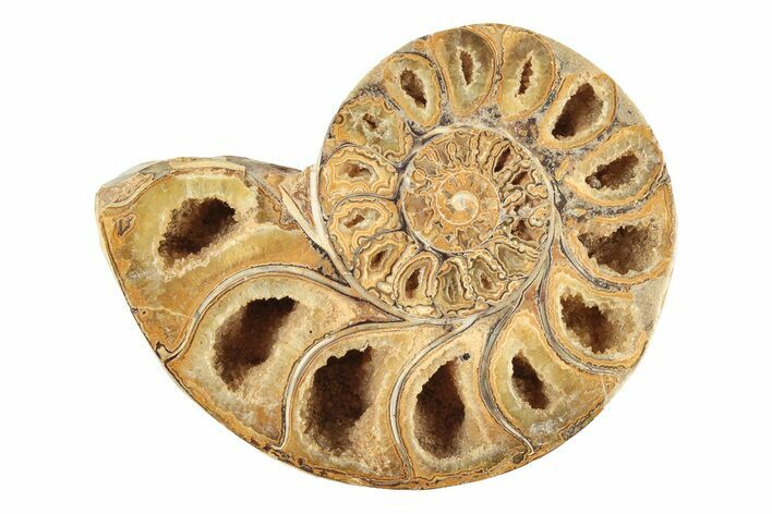 Jurassic Cut & Polished Ammonite Fossil (Half) - Madagascar #239399
